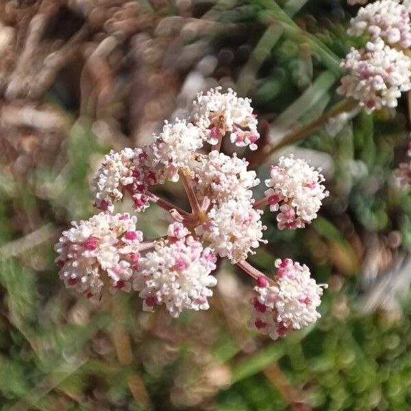 Seseli montanum Flower