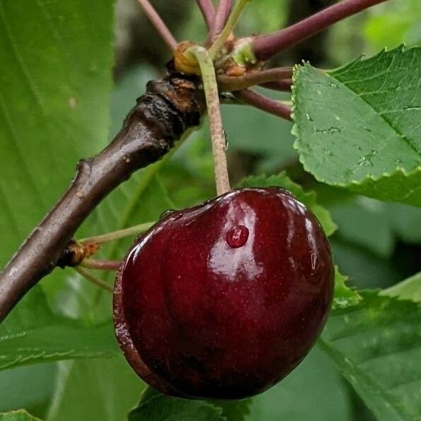 Prunus avium Fruit