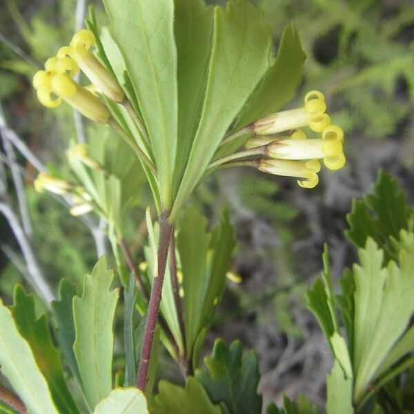 Pittosporum kaalense Cvet