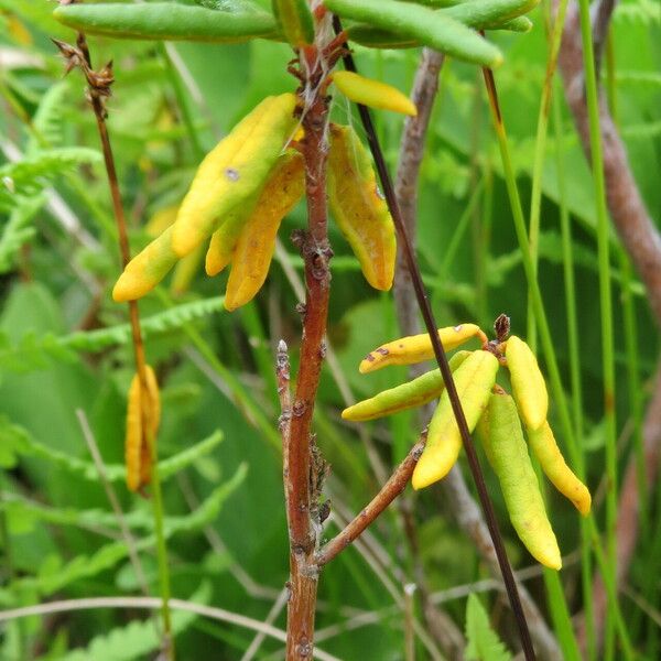 Rhododendron tomentosum 葉