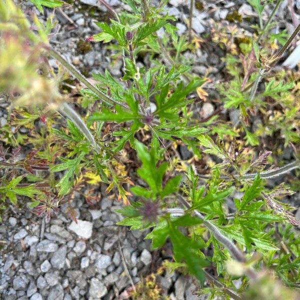 Verbena bipinnatifida Leaf