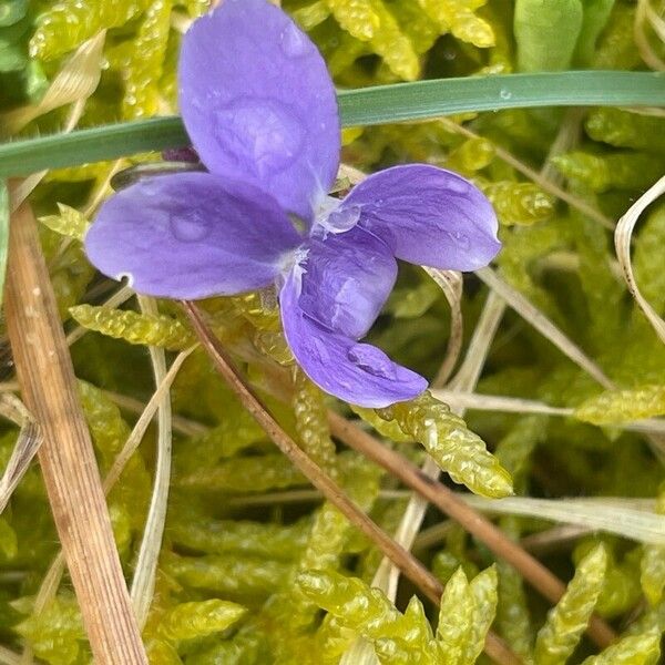 Viola hirta Blodyn