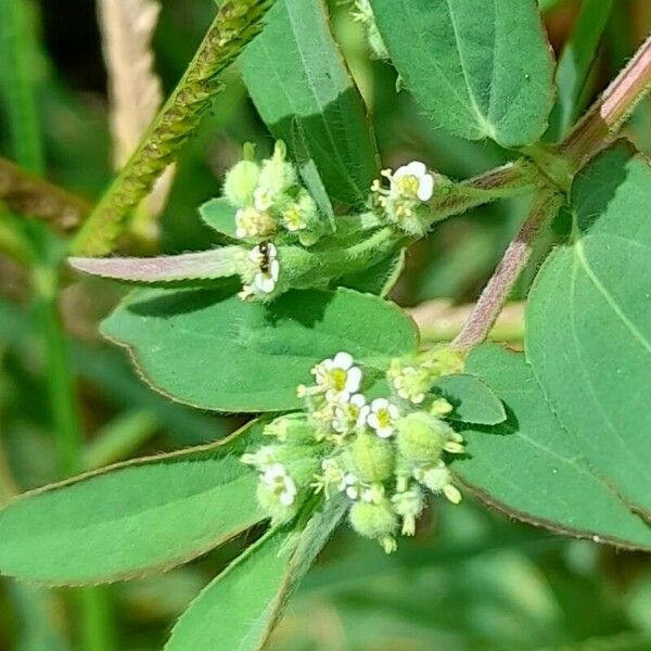 Euphorbia lasiocarpa Bloem