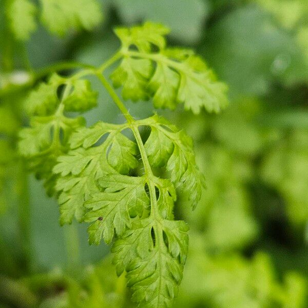 Anthriscus cerefolium 叶