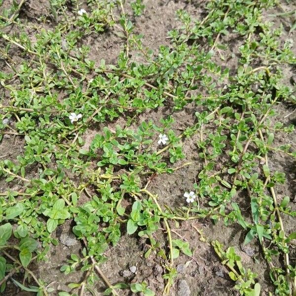 Bacopa monnieri Hoja