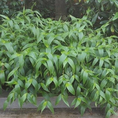 Sobralia macrantha cv. 'Alba' Yaprak