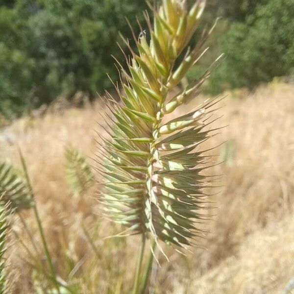 Agropyron cristatum 花