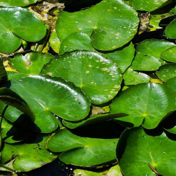 Nymphoides peltata Leaf