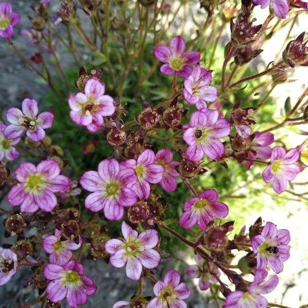 Saxifraga rosacea Blodyn