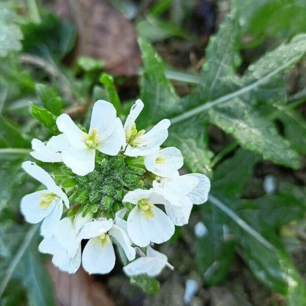 Diplotaxis erucoides Žiedas