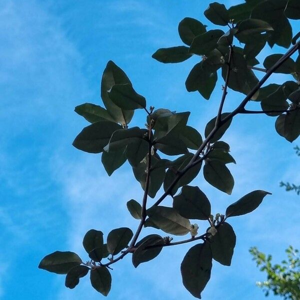 Elaeagnus macrophylla Hoja