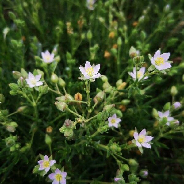 Spergularia marina Habit