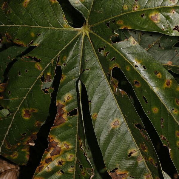 Pourouma bicolor Blad