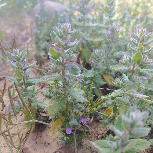 Teucrium scordium Flower