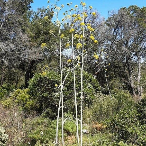 Ferula glauca ᱵᱟᱦᱟ