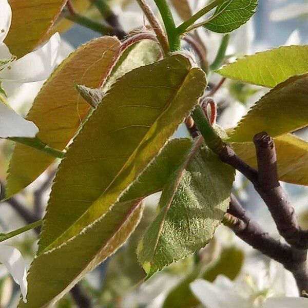 Amelanchier × lamarckii Leaf