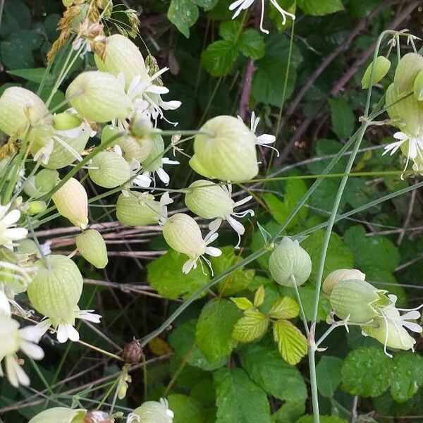 Silene vulgaris Flower