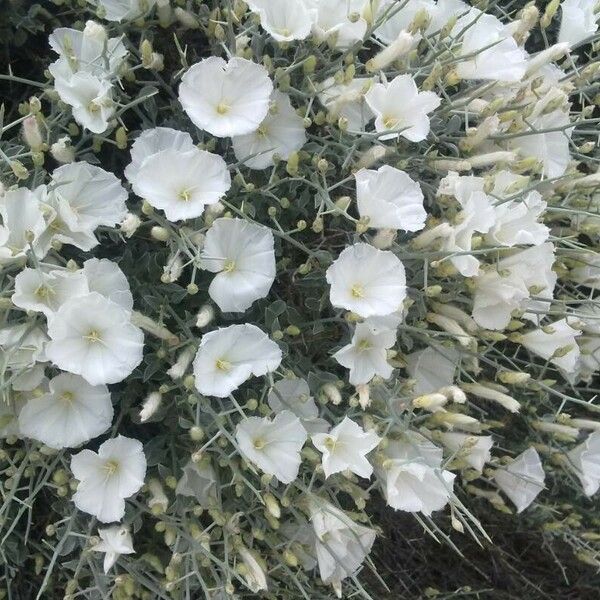 Convolvulus trabutianus Blomma