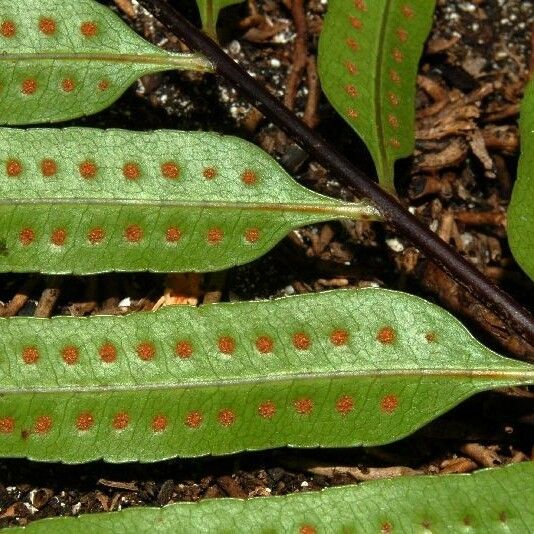 Drynaria rigidula Leaf