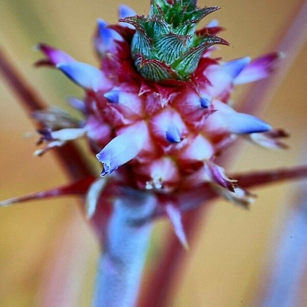 Ananas comosus Blomst