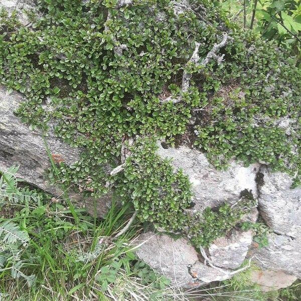 Rhamnus pumila Habit