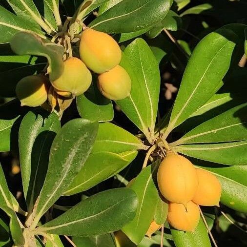 Pittosporum tobira ഫലം