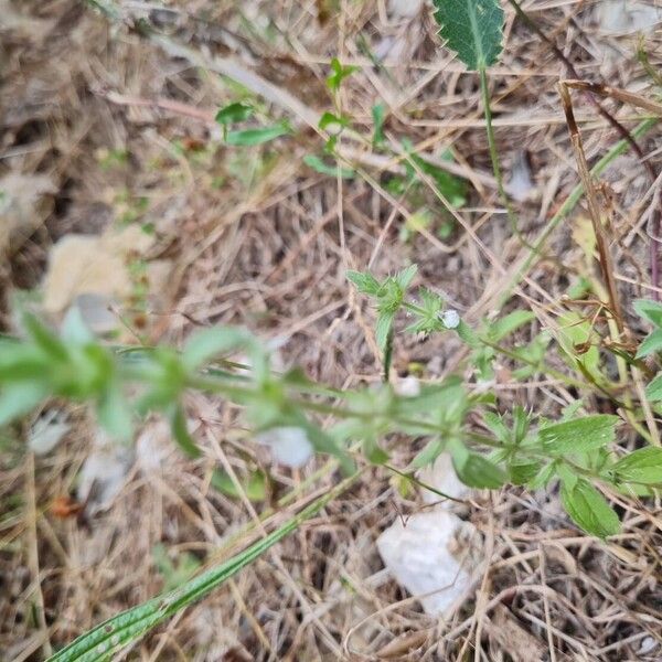 Sideritis romana Fleur