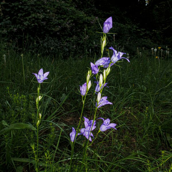 Campanula rapunculus Flor