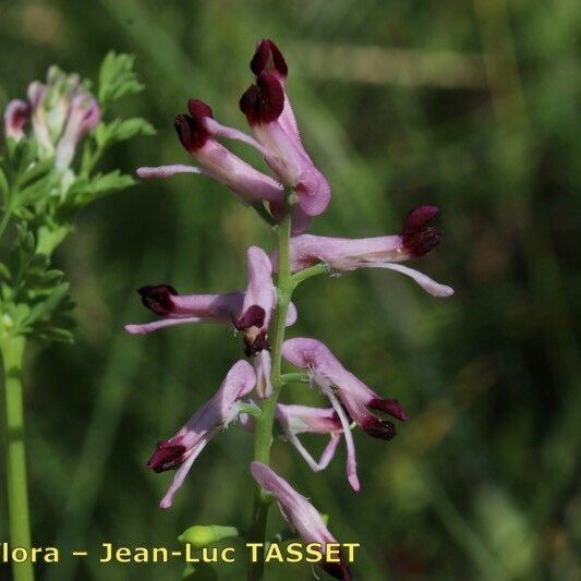 Fumaria gaillardotii Flower