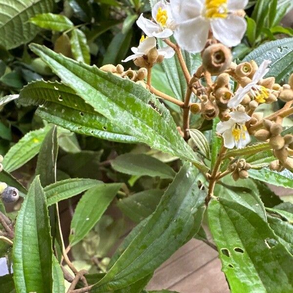 Miconia xalapensis Flower