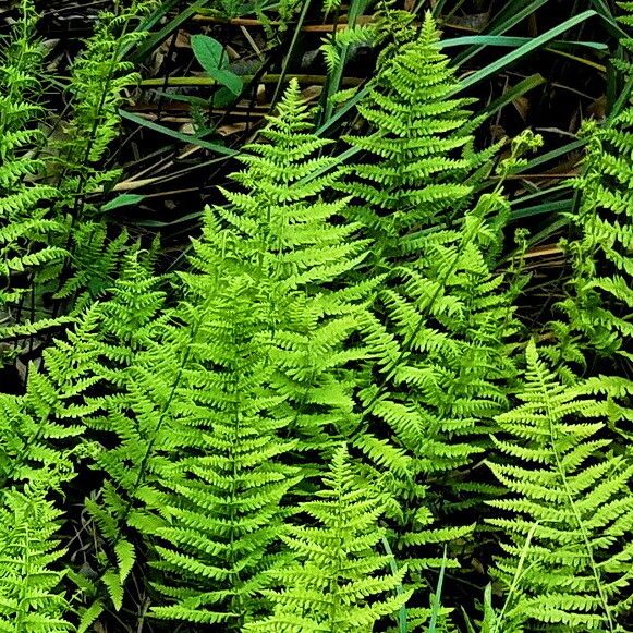 Thelypteris palustris Leaf