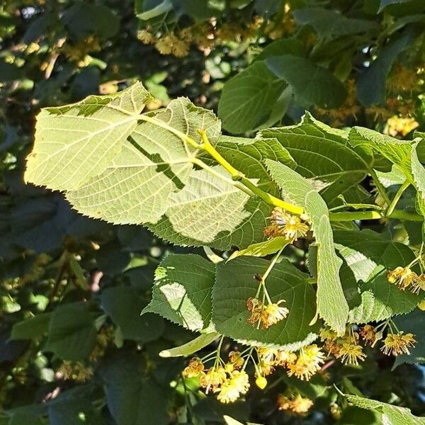 Tilia platyphyllos Frunză