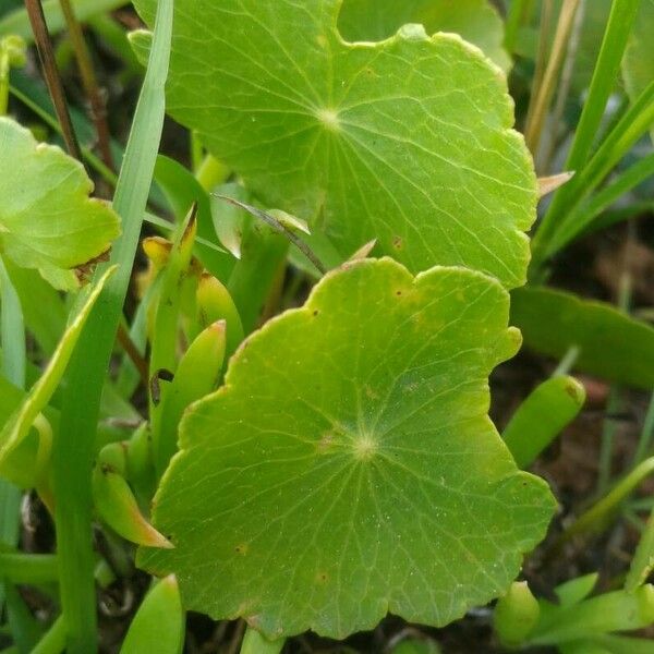 Hydrocotyle verticillata Лист