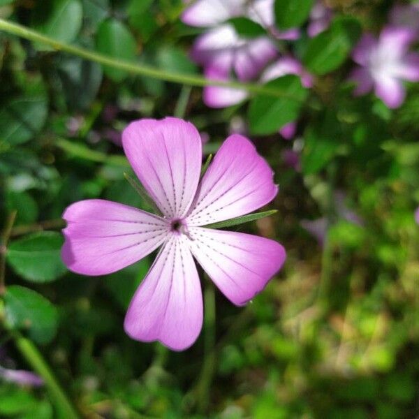 Agrostemma githago Blomst