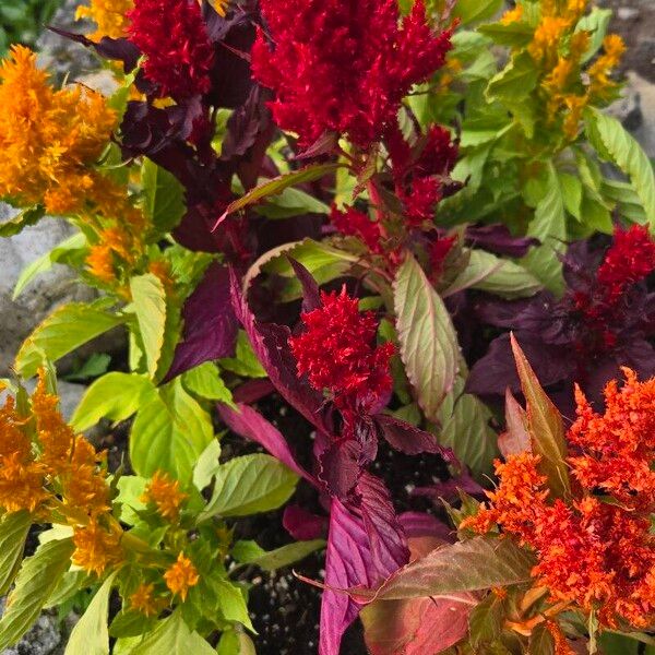 Amaranthus cruentus 花