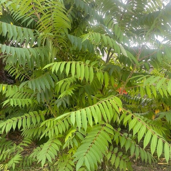 Rhus glabra Liść