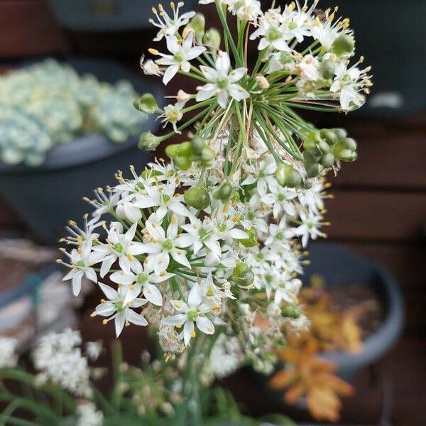 Allium tuberosum Blomma