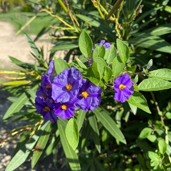 Lycianthes rantonnetii Flower