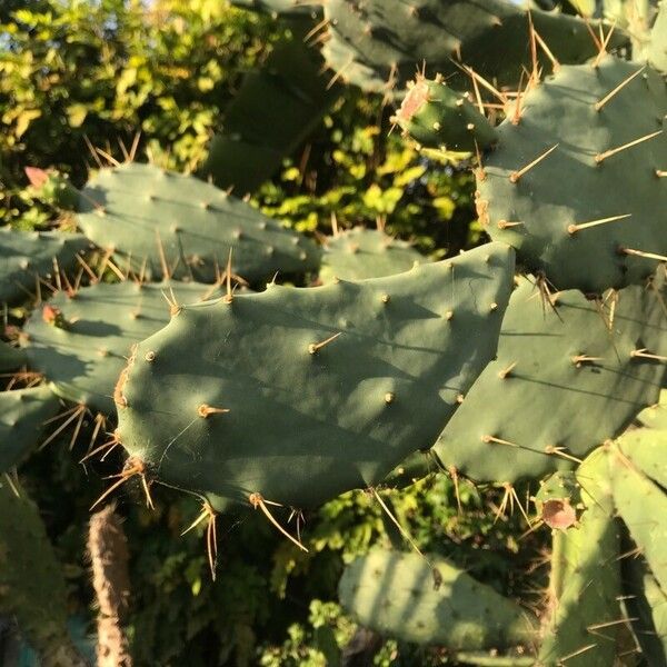 Opuntia elatior Lehti