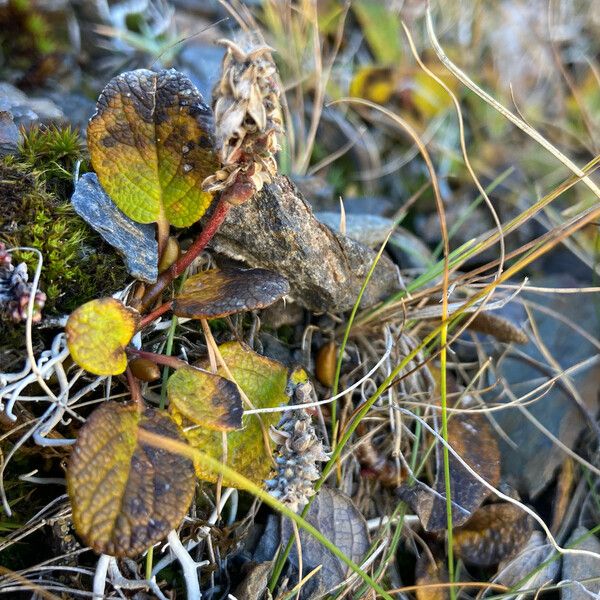 Salix reticulata Virág