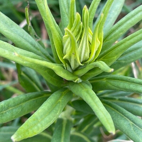 Lithospermum officinale Leaf