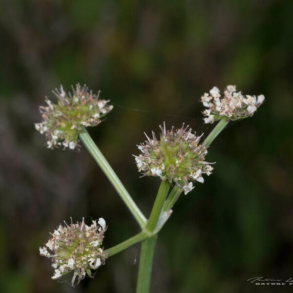 Oenanthe globulosa Blomst