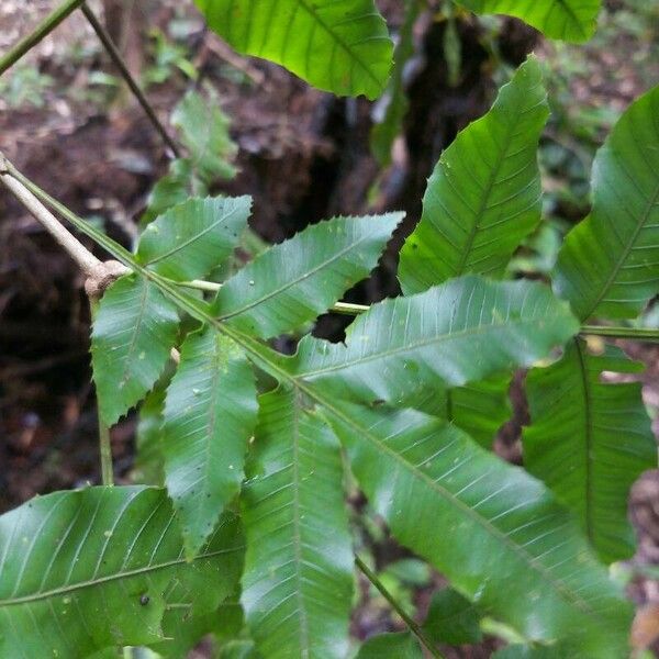 Touroulia guianensis Blad