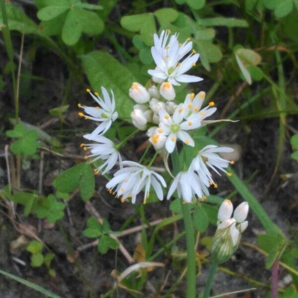 Allium subvillosum Floro