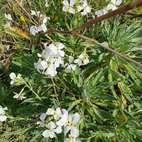 Matthiola incana Blüte