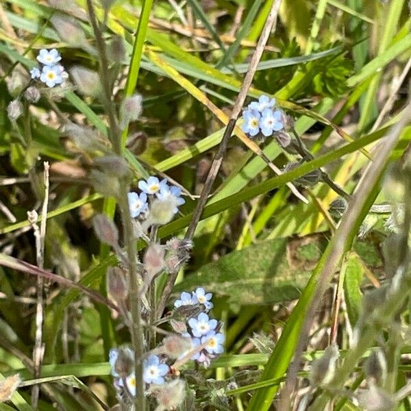 Myosotis arvensis Blomst