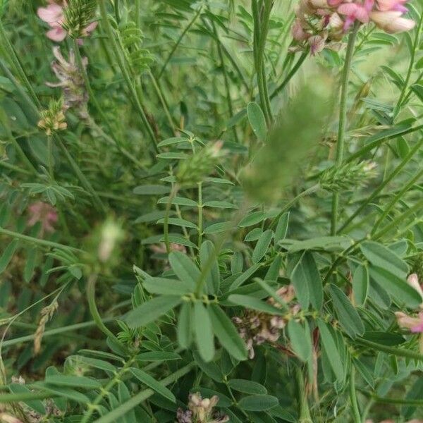 Onobrychis viciifolia Blad