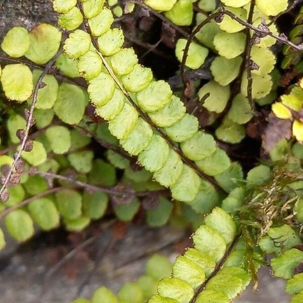 Asplenium trichomanes Folio