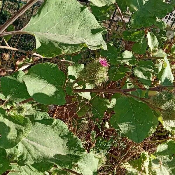 Arctium minus आदत