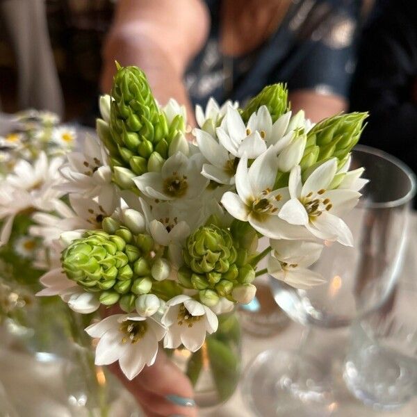 Ornithogalum thyrsoides Blüte